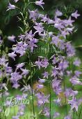 Campanula rapunculus